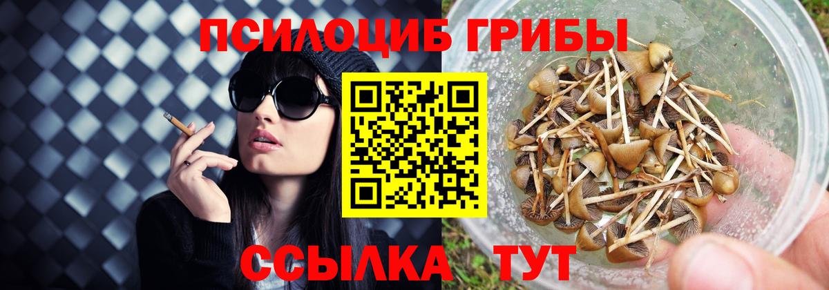 Псилоцибиновые грибы Cubensis  Вход с VPN  Междуреченск 